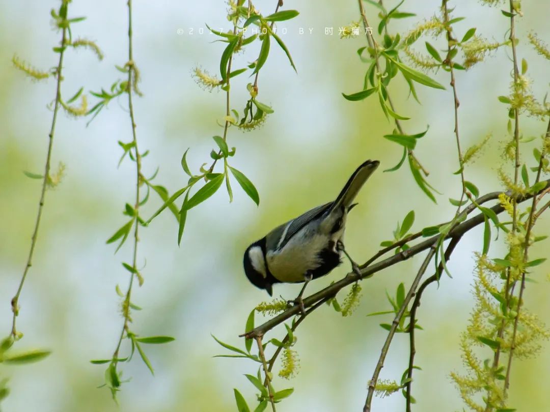 1679359312904976.jpg 1679359312904976.jpg